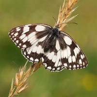 Marbled White 2 